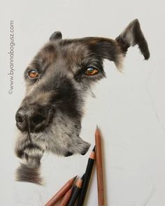 a drawing of a dog's face with colored pencils next to it