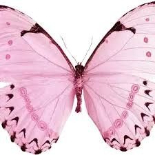 a pink butterfly with black spots on its wings