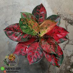 a large red and green flower on top of a cement floor next to a wall