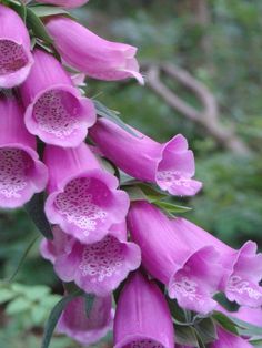 pink flowers are blooming in the garden