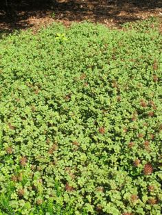 green plants growing in the middle of a field with brown spots on them and trees behind it