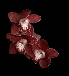 three red orchids on a black background