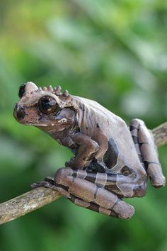 a frog sitting on top of a tree branch