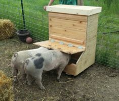 two small pigs are standing next to a wooden box in the dirt near a fence