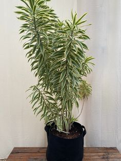 a potted plant sitting on top of a wooden table