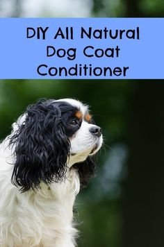 a black and white dog with the words diy all natural dog coat conditioner