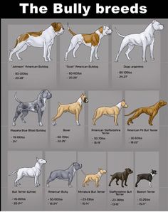 the different breeds of dogs that are available in each breed, from male to female