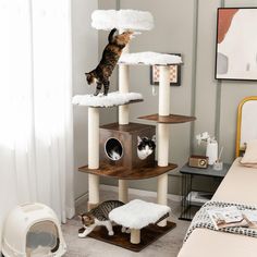 a cat standing on top of a cat tree in a bedroom next to a bed