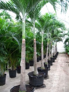 many palm trees are in black pots on the ground