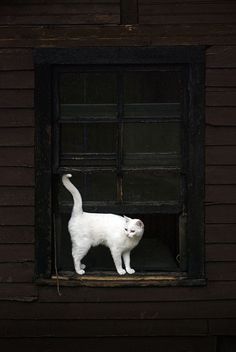 a white cat standing in an open window