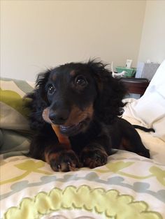 a black and brown dog laying on top of a bed holding a toy in it's mouth