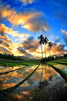 palm trees stand in the middle of a rice field as the sun sets behind them