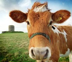 a brown and white cow standing on top of a lush green field