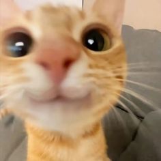 an orange and white cat with big eyes looking at the camera