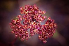 a close up view of some red flowers