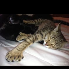 two cats sleeping on top of each other on a white bed sheet with their paws curled up