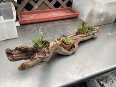 an old piece of wood with plants growing out of it on top of a table