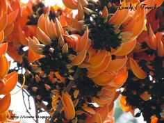 the orange flowers are blooming on the tree