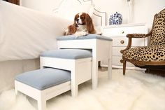 a dog sitting on top of a step stool next to a bed with a cheetah print chair