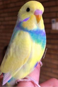 a yellow and blue parakeet sitting on someone's hand