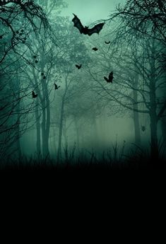 bats flying in the dark forest at night