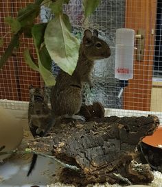 a squirrel sitting on top of a piece of wood next to a bowl and plant