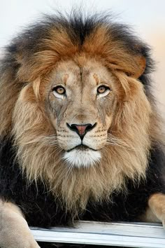 a lion sitting on top of a window sill looking at the camera with an intense look