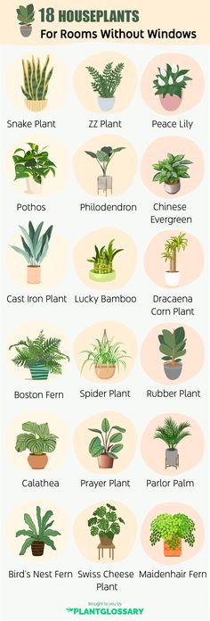 Plants For Room Without Windows Peace Lilies Indoor, Best House Plants For Air Quality, Peaceful Room Decor, Which Plant Is Good For Bedroom, House Plants Beginner, Rooms Without Windows, House Plants That Don’t Need Much Light, Plants That Don’t Require Sunlight