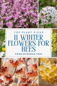 Article about the 11 best winter flowers to attract and support bees, perfect for a pollinator-friendly garden during colder months.

Bees, Winter Plants, Winter Flower, Pollinator