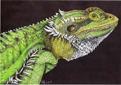 a drawing of a green and yellow lizard