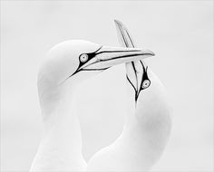 two white birds standing next to each other with their beaks touching heads in the same direction