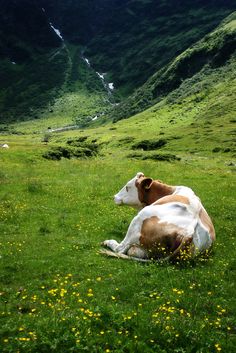 two cows laying down in the grass with mountains in the background