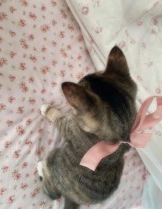 a cat sitting on top of a bed next to a pink bow tied around it's neck