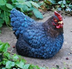 a close up of a chicken on the ground