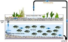 an aquarium with fish and plants in it, labeled to the different stages of life