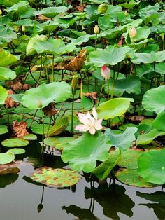 water lilies are blooming in the pond