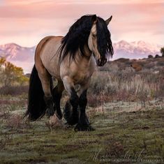 a brown horse with black manes walking in the grass near mountains at sunset or dawn