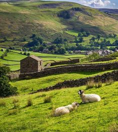 two sheep laying in the grass near a stone wall and farm buildings with mountains in the background