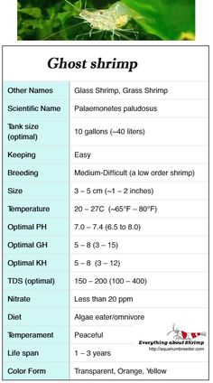 a list of different types of ghost shrimps in the wild, including names and pictures