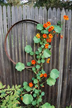 an orange flower growing on the side of a wooden fence next to a metal circle