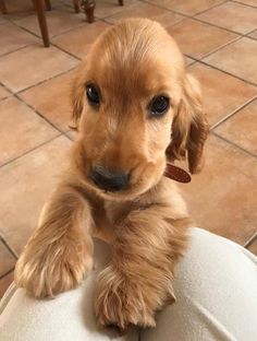 a small brown dog sitting on top of a person's leg in front of a tile floor