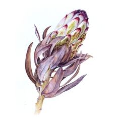 an image of a flower that is in watercolor and ink on paper, with white background