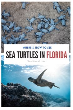 sea turtles in florida with the title where and how to see them