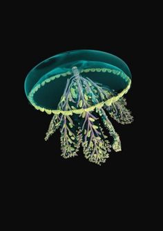 the underside of a sea fan with green and purple algae attached to it's sides