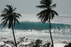 two palm trees stand in front of an ocean wave