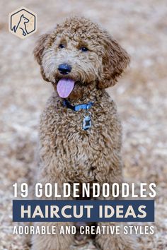 a brown dog sitting on top of a sandy beach next to the words goldendoodles haircut ideas