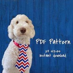 a white dog wearing a tie and standing in front of a blue wooden background with the words pde pattern on it