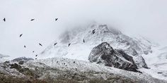 many birds flying in the air above snow covered mountains