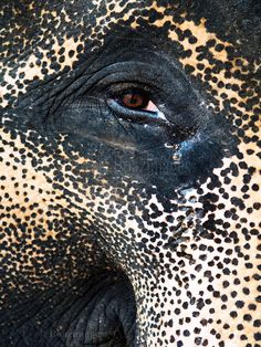 the eye of an elephant with spots on it's skin and its face is shown