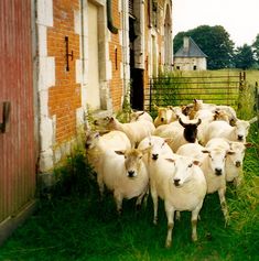 a herd of sheep standing next to each other on a lush green field near a brick building